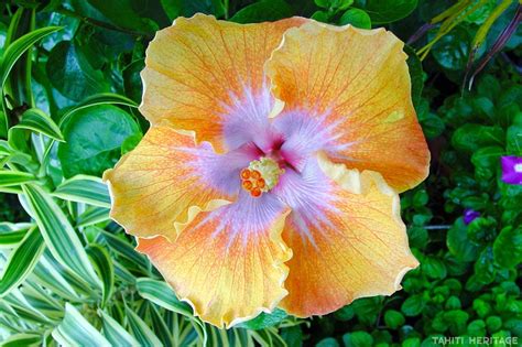 Hibiscus De Tahiti La Fleur Des Tahitiennes Tahiti Heritage