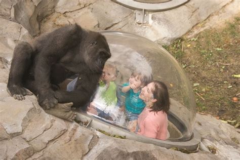Omaha's zoo: One of the best in the country | Travel | stltoday.com