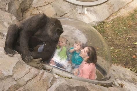 Omaha's zoo: One of the best in the country | Travel | stltoday.com