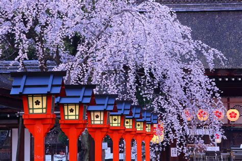 平野神社 桜