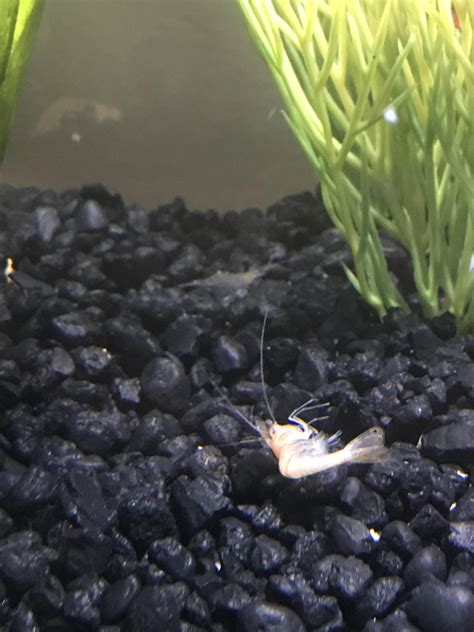 Is my shrimp dead or molting (ghost shrimp) : r/Aquariums