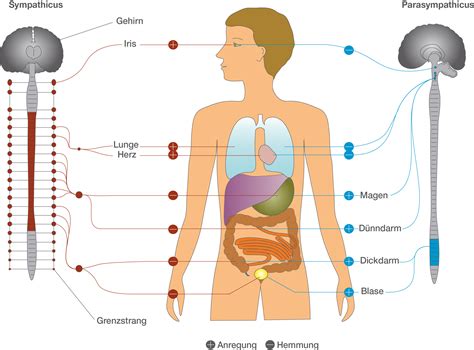 Vegetatives Nervensystem SchulLV