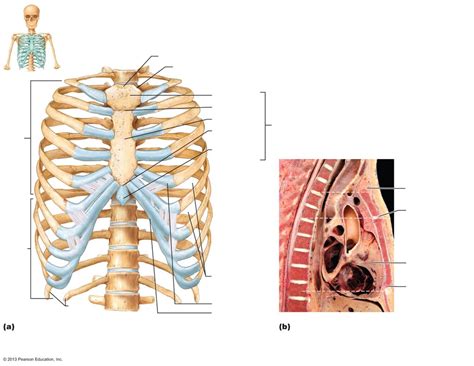 Ribs And Sternum Diagram Quizlet