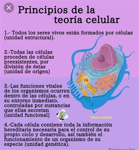 Características clave de la teoría celular todo lo que necesitas saber