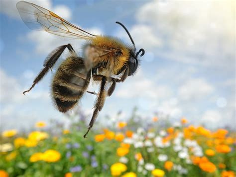 Desaparecimento Ou Extinção Das Abelhas Como Evitar Sabedoria Pura