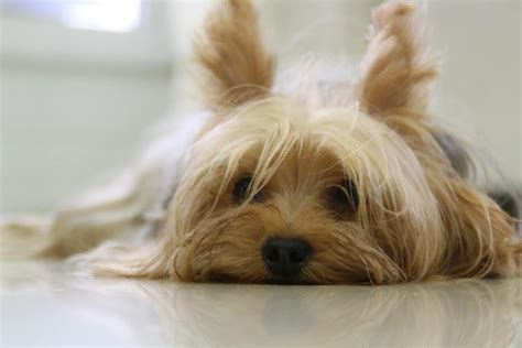 How To Groom A Yorkie Face 5 Grooming Tips 4 Top Hairstyles