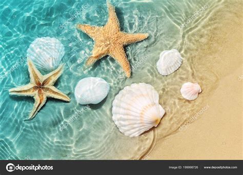 Starfish Seashell Summer Beach Sea Water Summer Background Summer Time