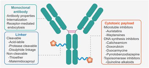 Antibody Drug Conjugates ADCs Creative Diagnostics