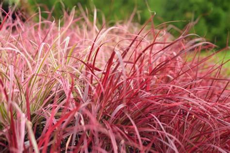 Florida Ornamental Grasses Top Picks Garden Lovers Club