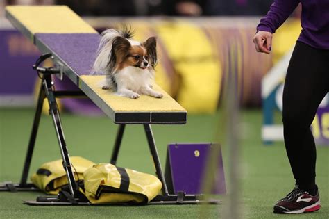 2019 Masters Agility Championship The Westminster Kennel Club