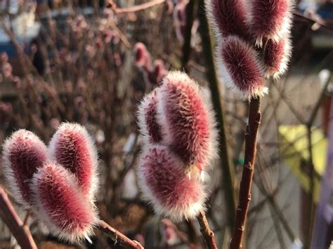 Pussy Willow Flower