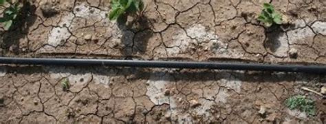 Salinidad Del Suelo Y Su Impacto En La Nutrición Vegetal Artículo