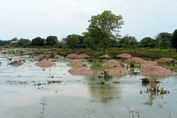 Rawa Lebak Unik Tanjung Senai Ogan Ilir Antara News