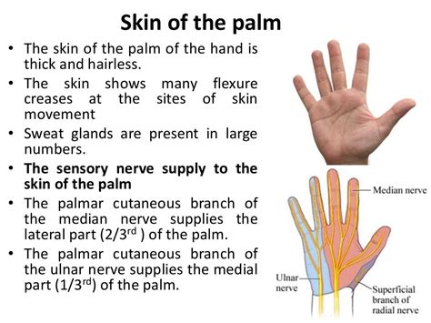 10 Anatomy Of The Palm Of The Hand