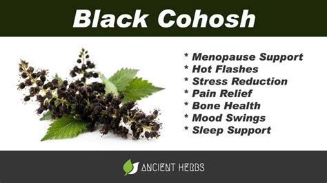 Black Cohosh Benefits Uses Dosage And Side Effects