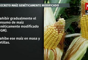 Ma Z Transg Nico Solo Para La Industria Precisa Gobierno De M Xico