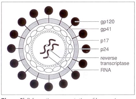 Figure From Strategies Anti Retrovirales Dans Le Syndrome D