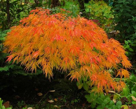 Acer Palmatum Var Dissectum ‘waterfall Kiefer Nursery Trees Shrubs Perennials