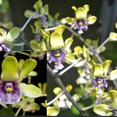 Jual Dendrobium Besi Violaceoflavens Besi Kota Batu Bagus Anggrek