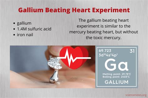 Gallium Beating Heart Experiment