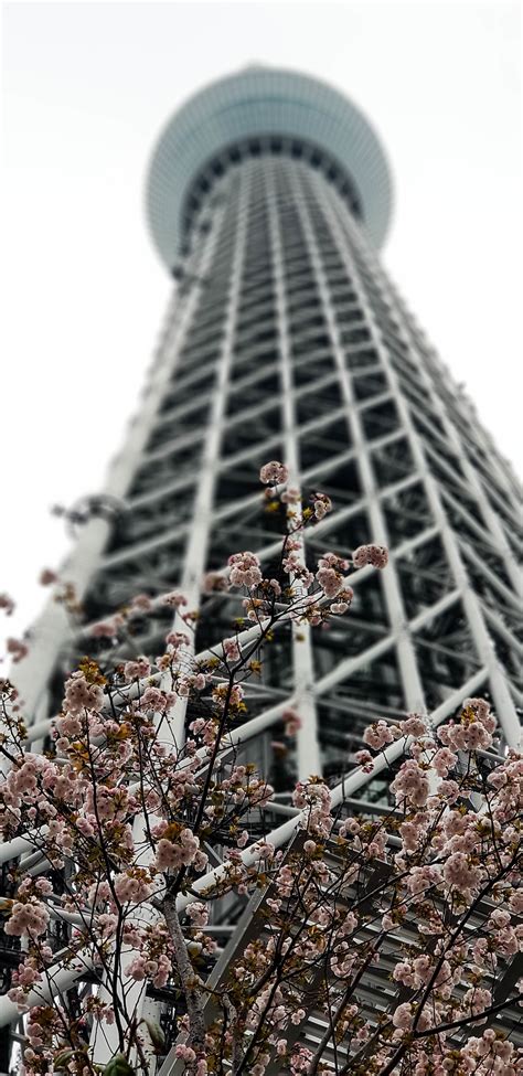 Tokyo Skytree Stock Photos, Images and Backgrounds for Free Download