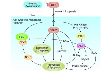 Brutons Tyrosine Kinase Btk As A Master Regulator Of Apoptosis In