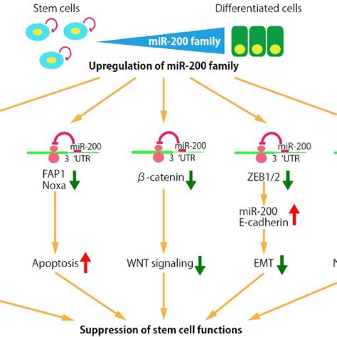 A Schematic Representation Of The Mirna Clusters Dysregulated In Human