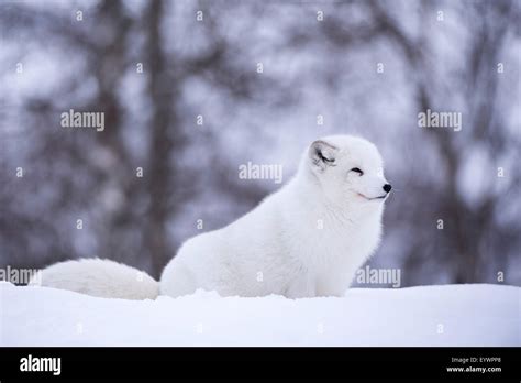 Norway arctic fox hi-res stock photography and images - Alamy