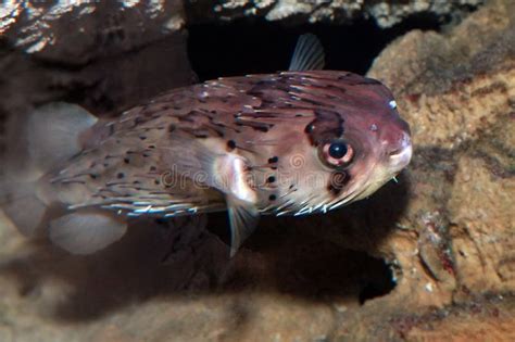 Pufferfish Tetraodontidae Or Balloonfish Stock Image Image Of