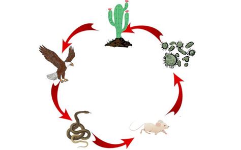 Green Background Contaminated Engage Ejemplos De Cadenas Alimenticias