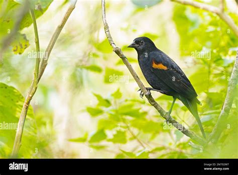 The Red Winged Blackbird Agelaius Phoeniceus Perched In A Tree