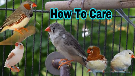 How To Care For Zebra Finches Youtube