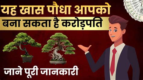 Bonsai Plant Business Ideas यह खास पौधा आपको बना सकता है करोड़पति