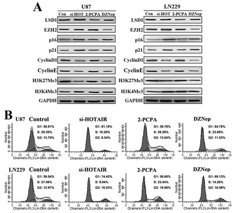 Long Non Coding Rna Hotair Promotes Glioblastoma Cell Cycle Progression