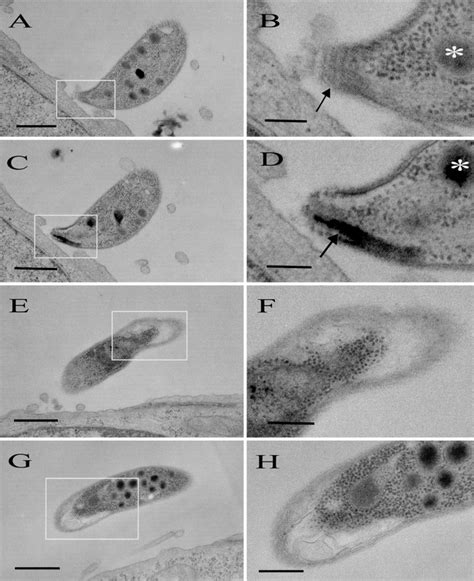 Cryptosporidium Parvum Attachment To And Internalization By Human