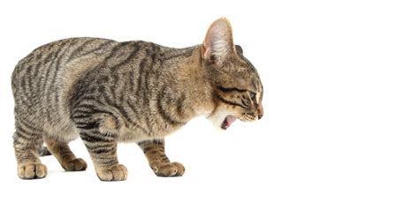 What Causes Cat Gagging And What To Do Cats