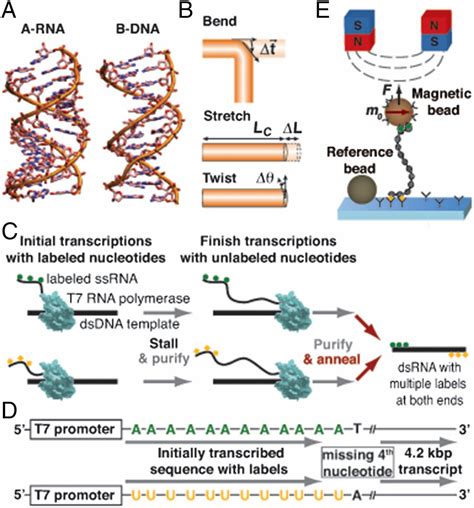 Double Stranded Rna Under Force And Torque Similarities To And Striking Differences From Double