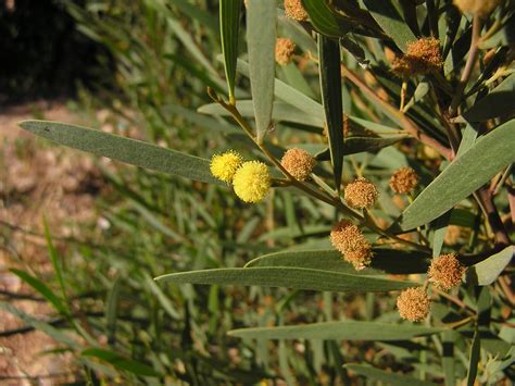 Red-eyed Wattle,Western Coastal Wattle | Israeli Biodiversity Risk ...