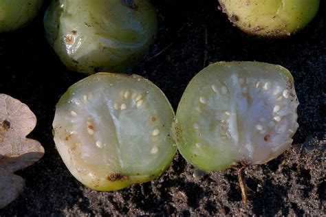 When Tomatoes Grow On A Potato Plant Laidback Gardener