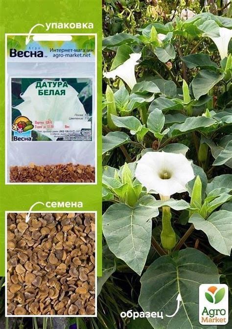 Датура "Белая" (Зипер) ТМ "Весна" 2г купить почтой в Одессе, Киеве ...