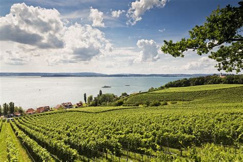 Ein Winzer Am Bodensee Bodensee Winzer Weingut