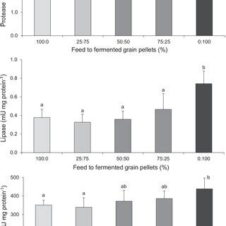 Digestive Enzyme Activity Of Protease Lipase And Amylase In The