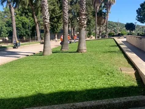 Taglio Del Prato E Raccolta Degli Aghi Al Giardino Ibleo Comune Di Ragusa