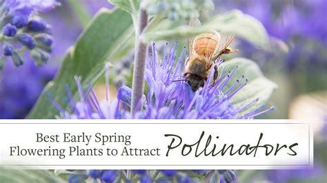 Best Early Spring Flowering Plants to Attract Pollinators | Pollination ...