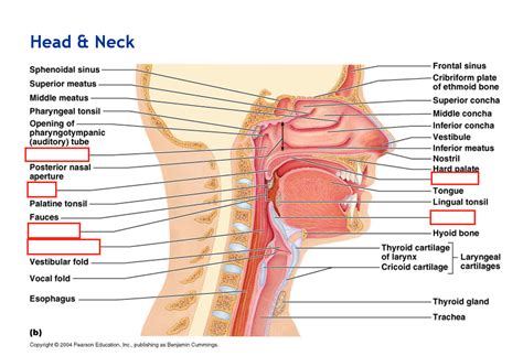 Head And Neck Diagram Quizlet