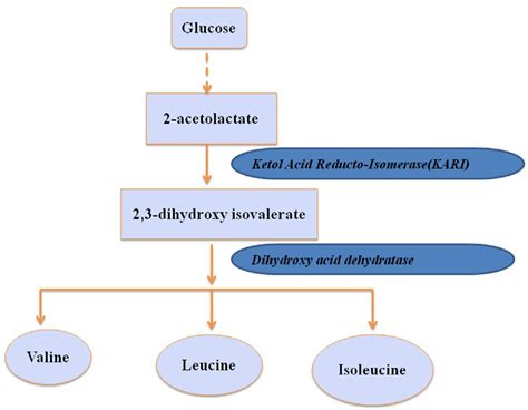 Biosynthesis of Valine,leucine and Isoleucine. | Download Scientific ...