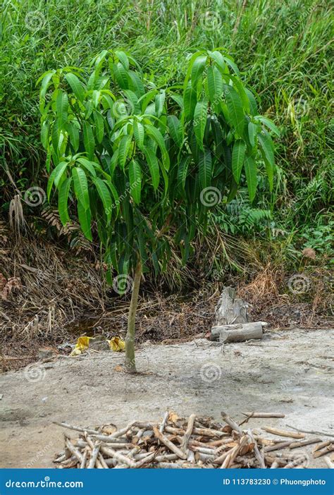 Arbol De Mango