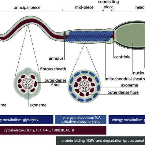 Schematic Representation Of A Mature Human Sperm Cell Proteins That