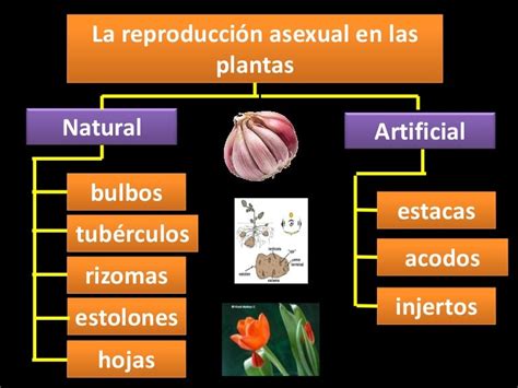 Reproducción Asexual En Plantas