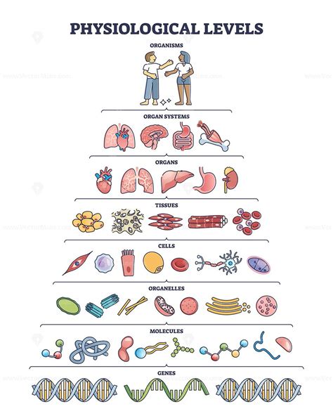 Physiological levels and detailed life structure division outline ... 